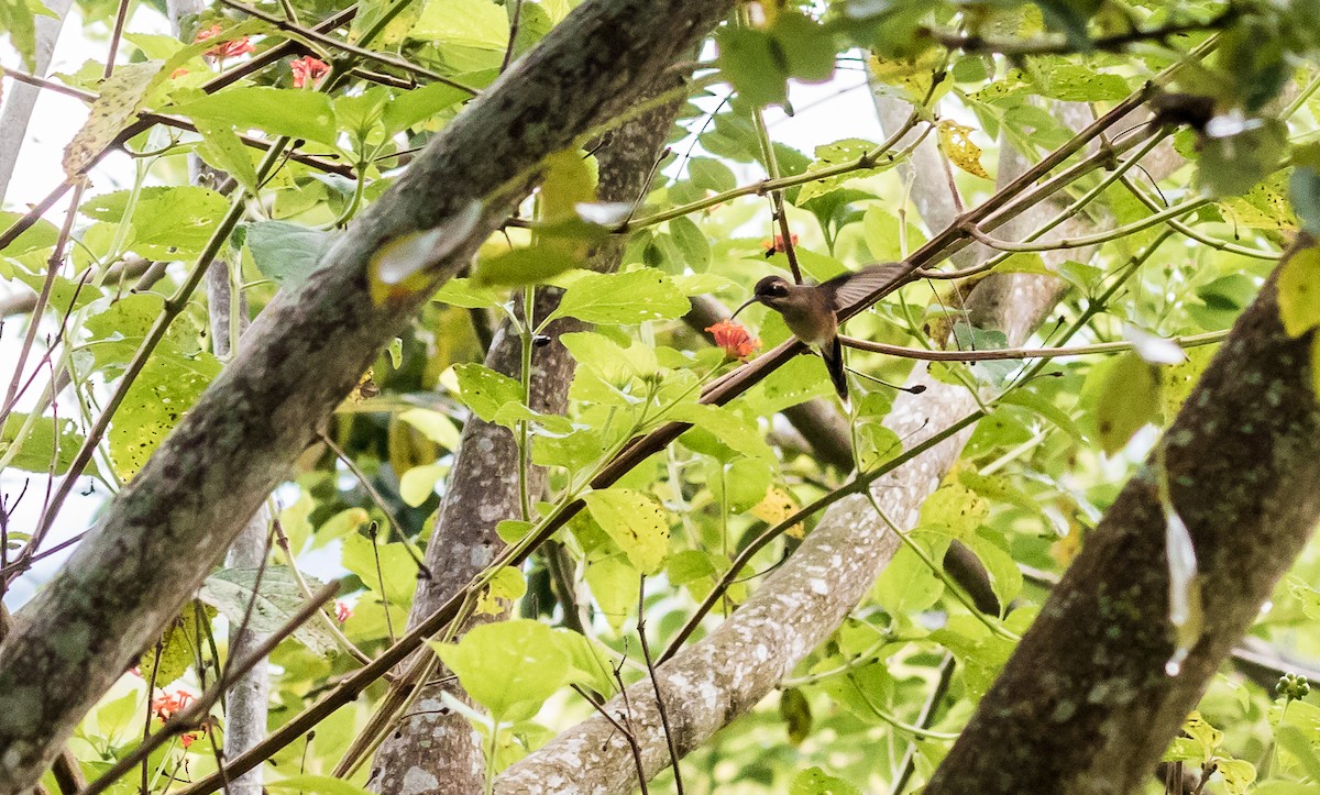 Пестрогорлый колибри-отшельник - ML127176441