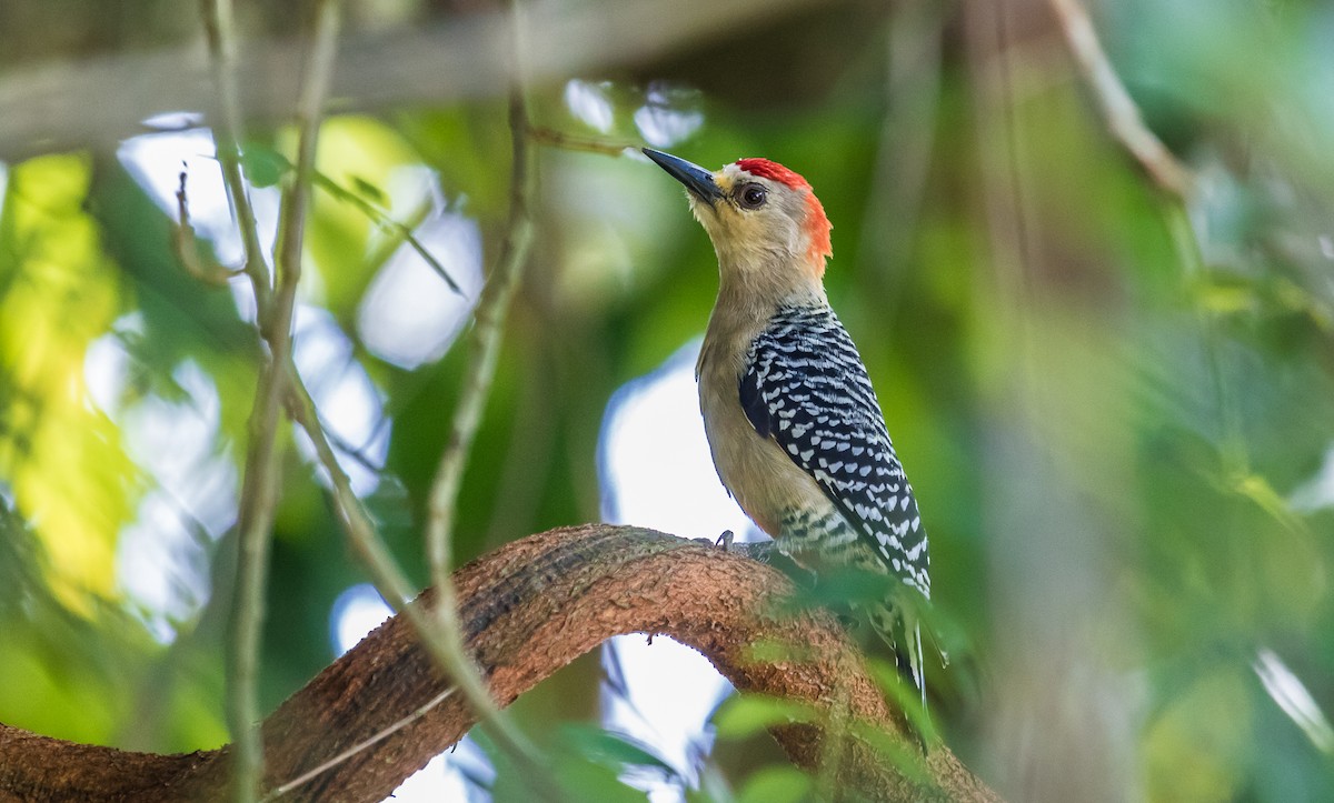 Red-crowned Woodpecker - ML127176571