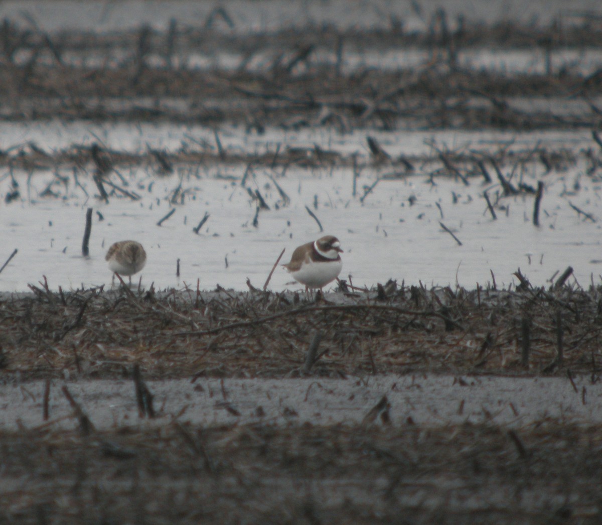Semipalmated Plover - ML127180141