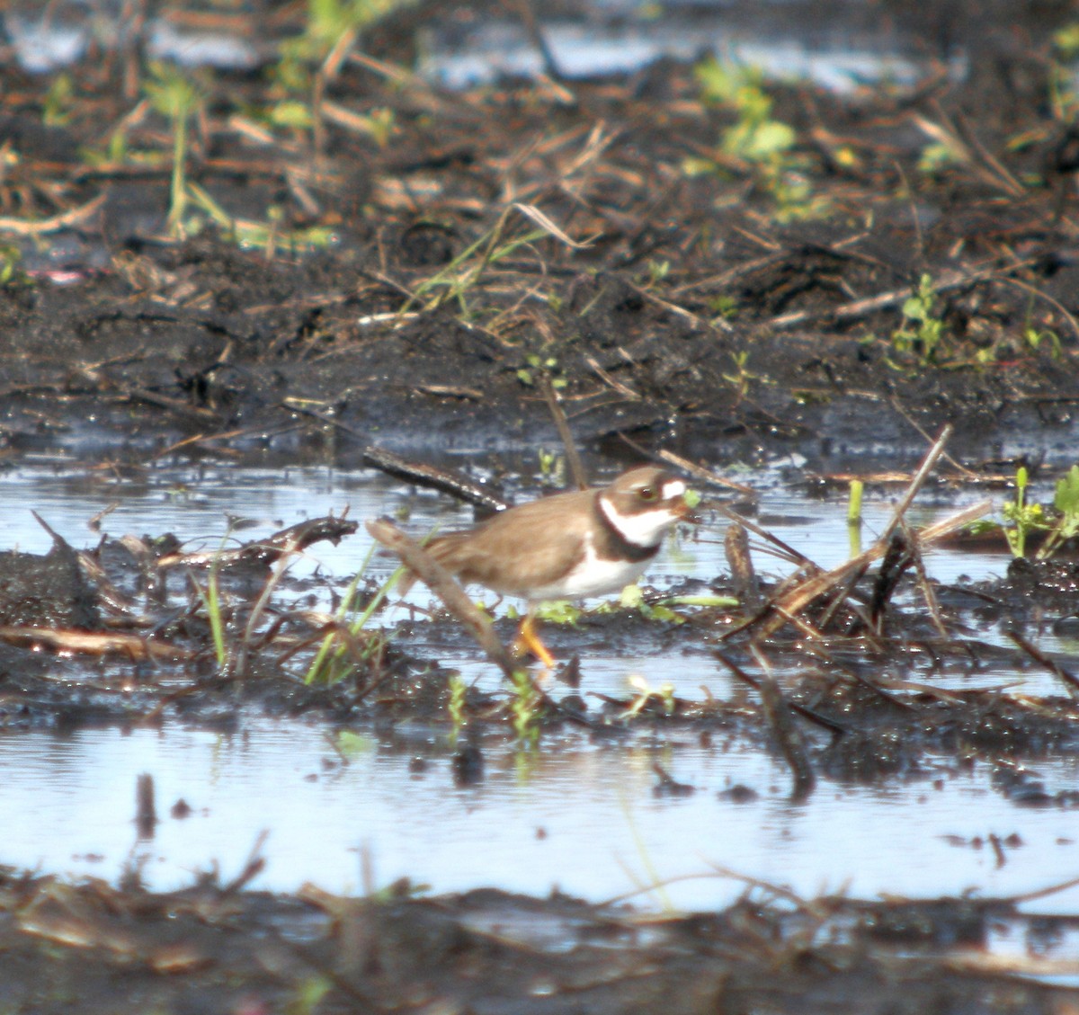 Semipalmated Plover - ML127180411