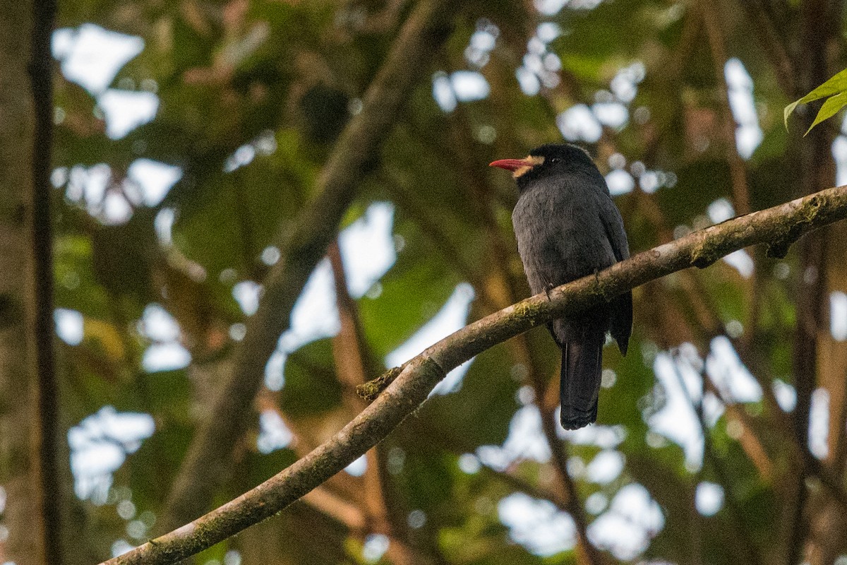 White-fronted Nunbird - ML127188271