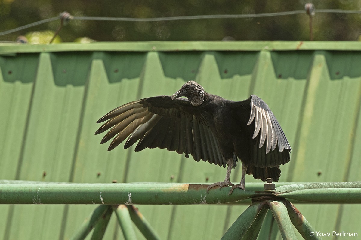 Black Vulture - Yoav Perlman