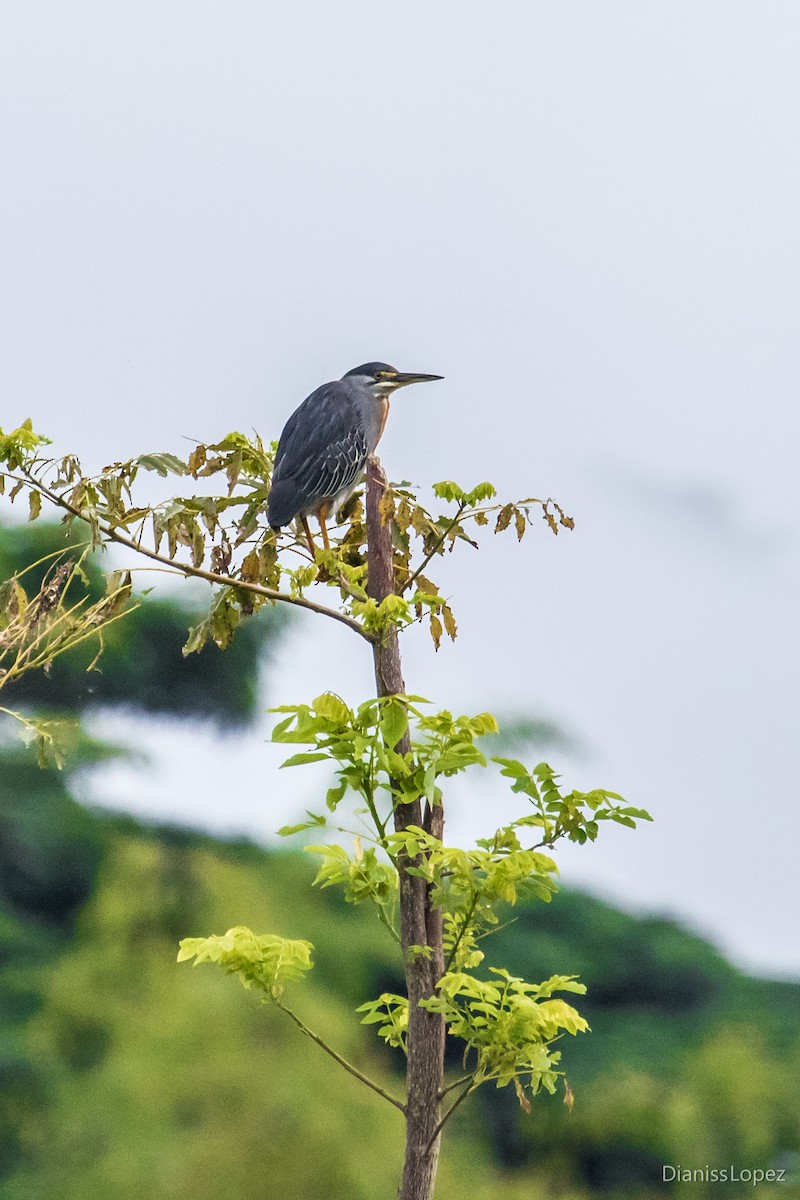 Striated Heron - ML127197011