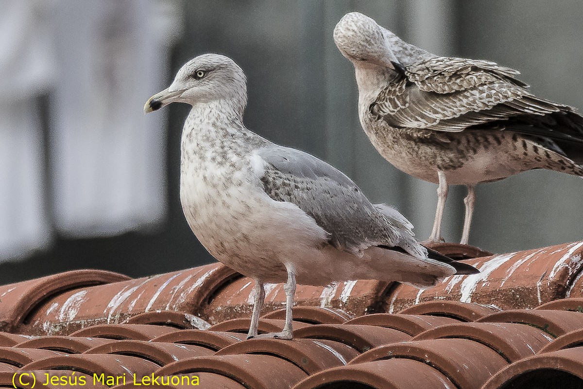 Herring Gull - ML127197261