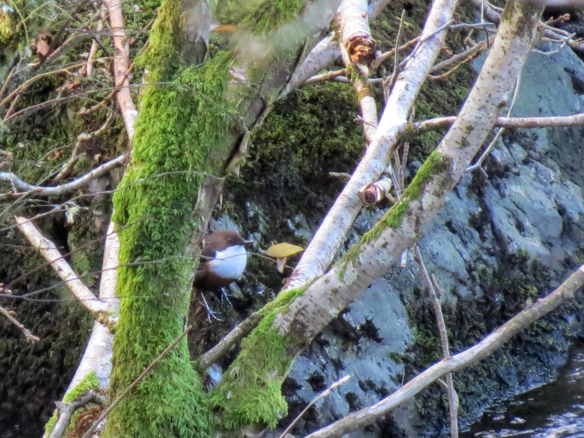 skorec vodní - ML127197421