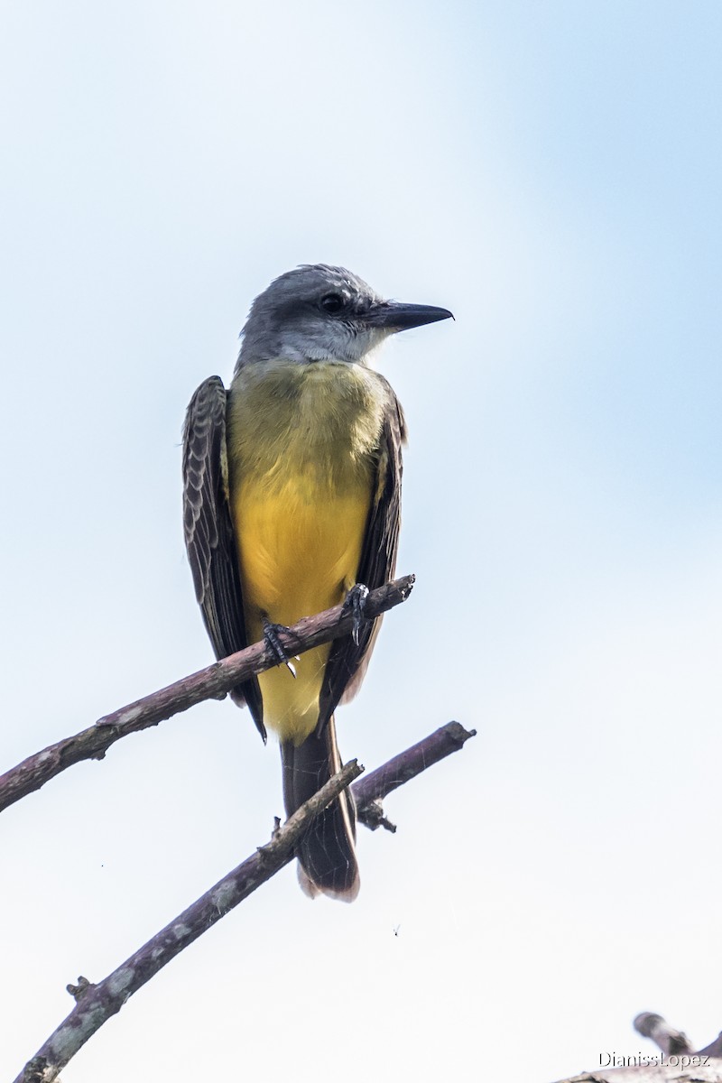 Tropical Kingbird - ML127197491