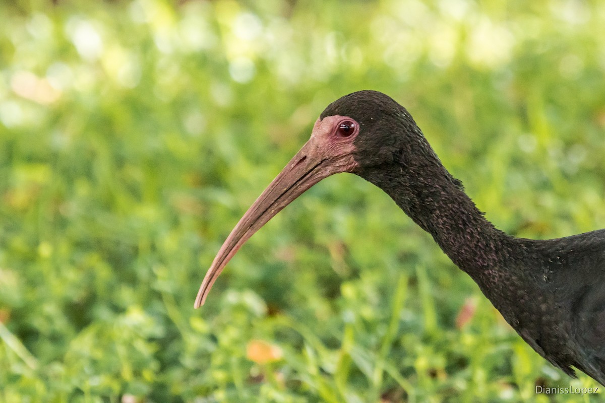 Ibis à face nue - ML127197591