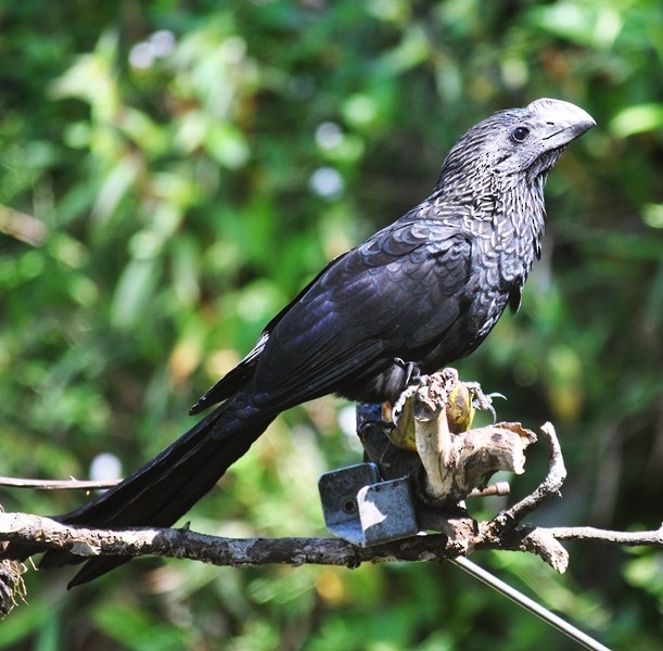 Smooth-billed Ani - ML127199071