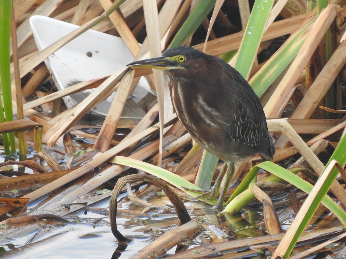 Green Heron - ML127202221