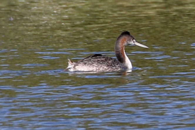 Great Grebe - ML127202461