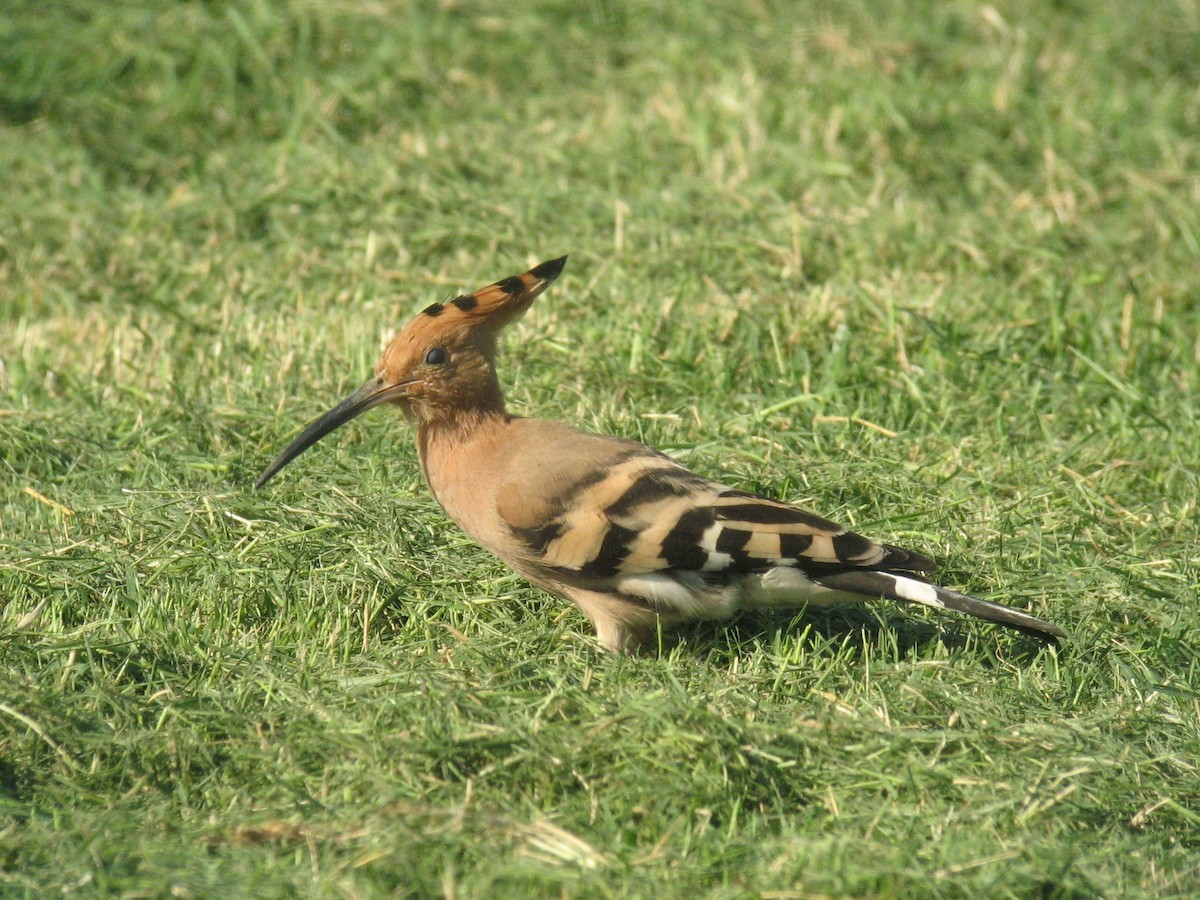 Eurasian Hoopoe (Eurasian) - ML127202641