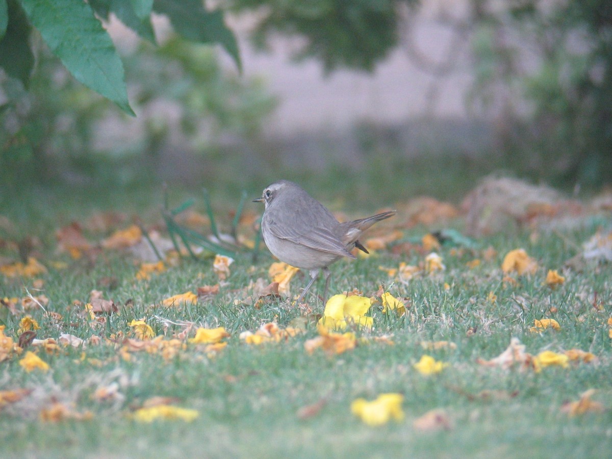 Bluethroat - ML127203221