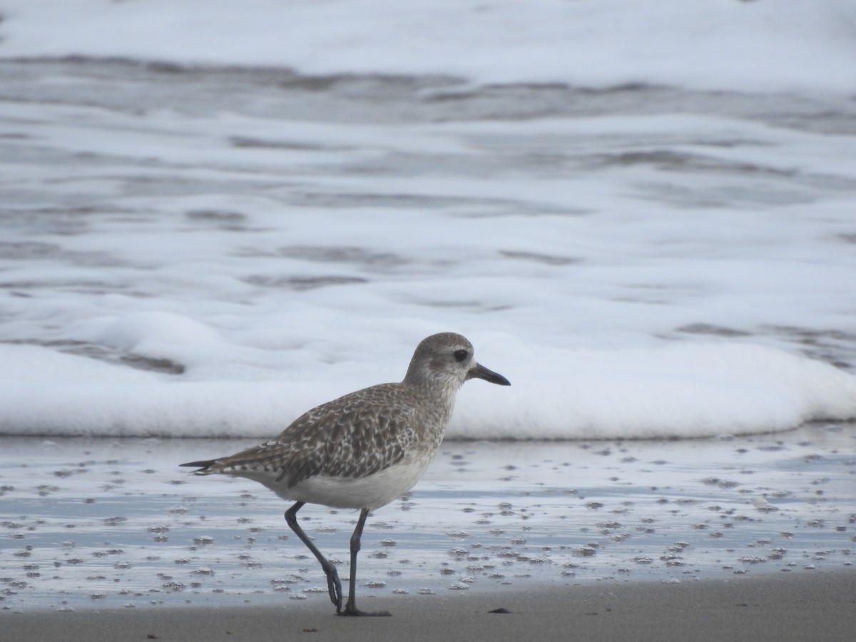 Black-bellied Plover - ML127203291