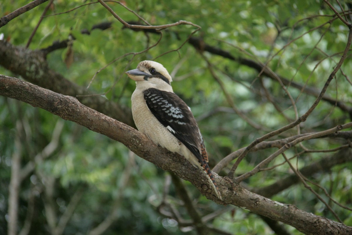 Laughing Kookaburra - ML127203861