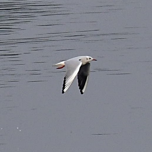 Black-headed Gull - ML127204411