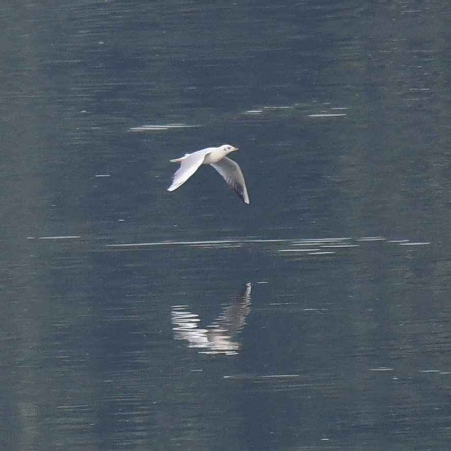 Black-headed Gull - ML127204431