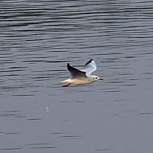 Black-headed Gull - ML127204501