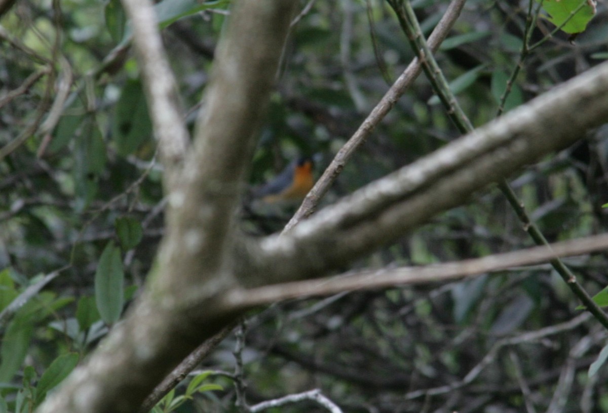 Spectacled Monarch - ML127204561