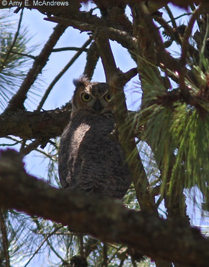 Great Horned Owl - ML127204941