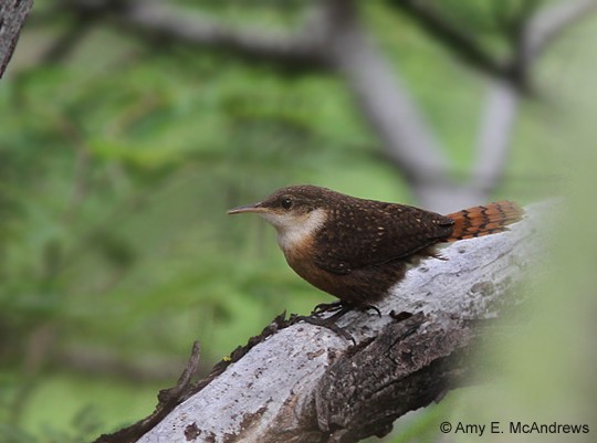 Canyon Wren - Amy McAndrews