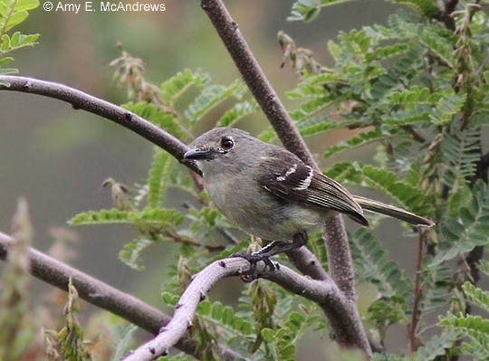 Dwarf Vireo - ML127205081