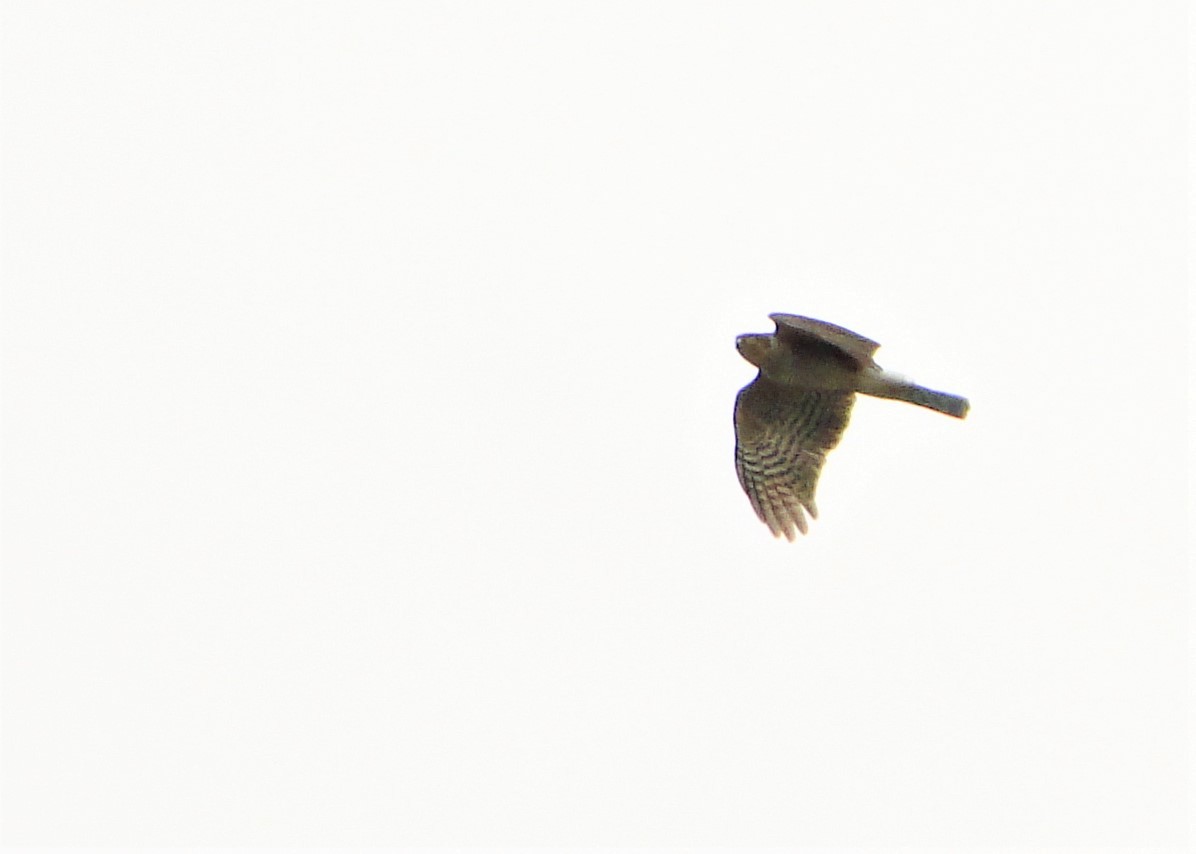 Sharp-shinned Hawk - ML127205111