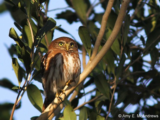 Ferruginous Pygmy-Owl - ML127205851