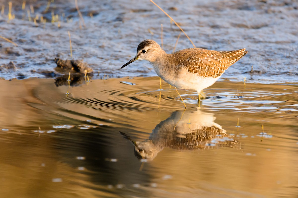 Wood Sandpiper - ML127206141