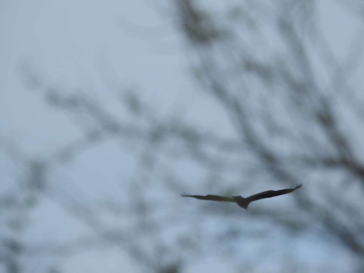 Turkey Vulture - ML127206581