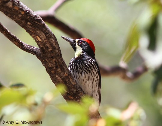 Acorn Woodpecker (Narrow-fronted) - ML127207141