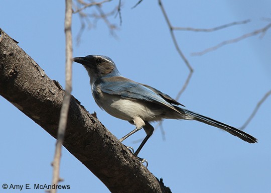 California Scrub-Jay - ML127207151