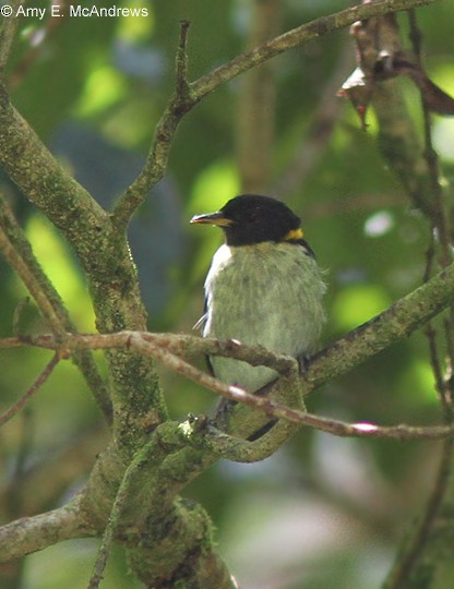 Golden-collared Honeycreeper - ML127208331