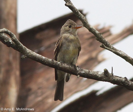Greater Pewee - ML127208771