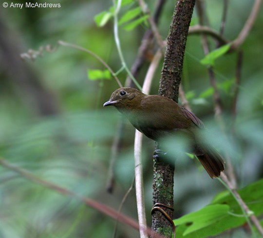 norddespot (veraepacis gr.) - ML127209321