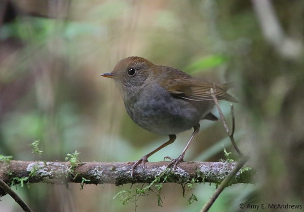 Ruddy-capped Nightingale-Thrush - ML127209981