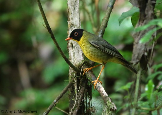 Yellow-throated Nightingale-Thrush - Amy McAndrews