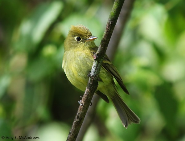 Yellowish Flycatcher - ML127210011