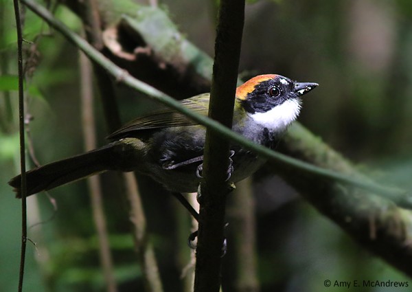 Chestnut-capped Brushfinch (Chestnut-capped) - ML127210031