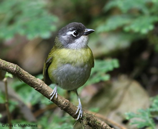 Common Chlorospingus (Middle America) - ML127210041