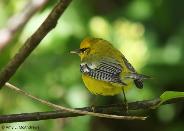 Blue-winged Warbler - ML127210061