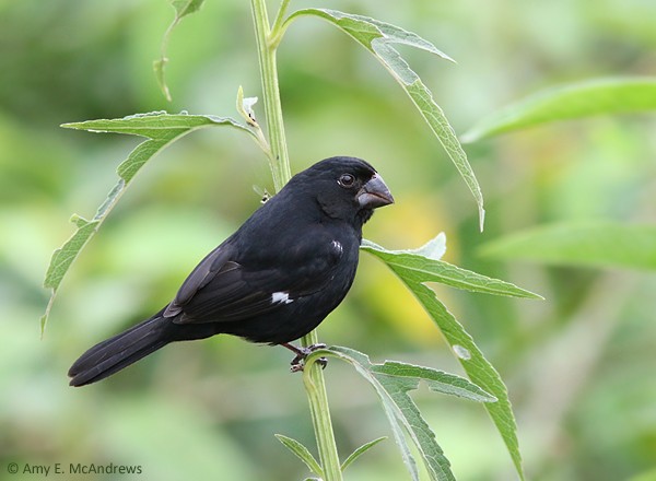 Thick-billed Seed-Finch - Amy McAndrews