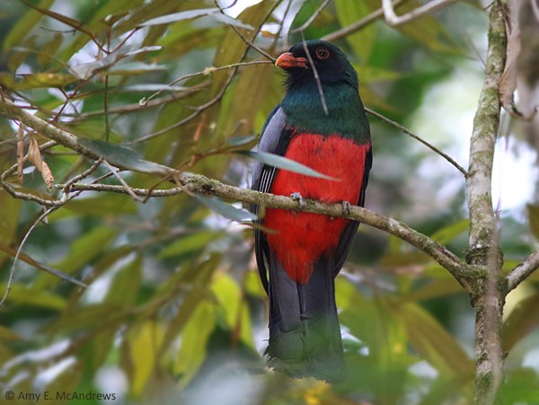 Slaty-tailed Trogon (Massena) - ML127210151