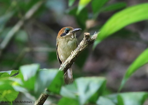 Tody Motmot - ML127210171