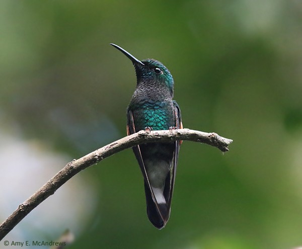 Colibri à épaulettes - ML127210181