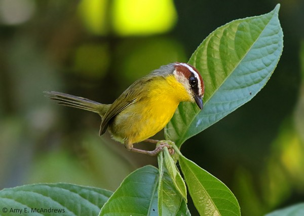 Rufous-capped Warbler (salvini) - ML127210201