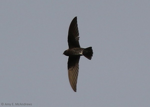 Black Swift - Amy McAndrews