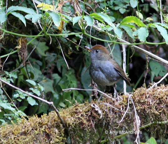 Ruddy-capped Nightingale-Thrush - ML127211761