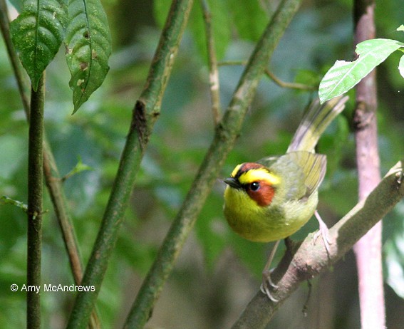 Golden-browed Warbler - ML127211781