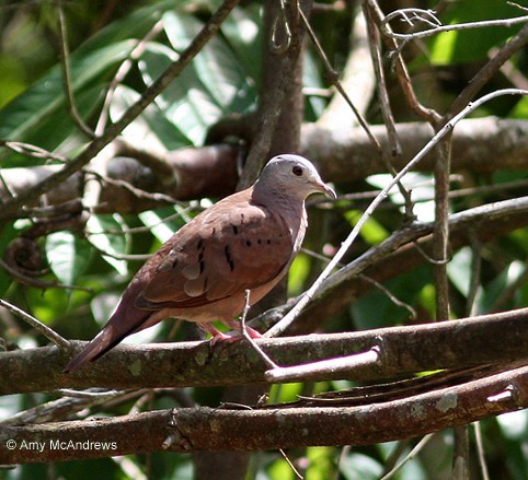 Ruddy Ground Dove - ML127212321