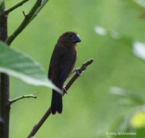 Thick-billed Seed-Finch - Amy McAndrews